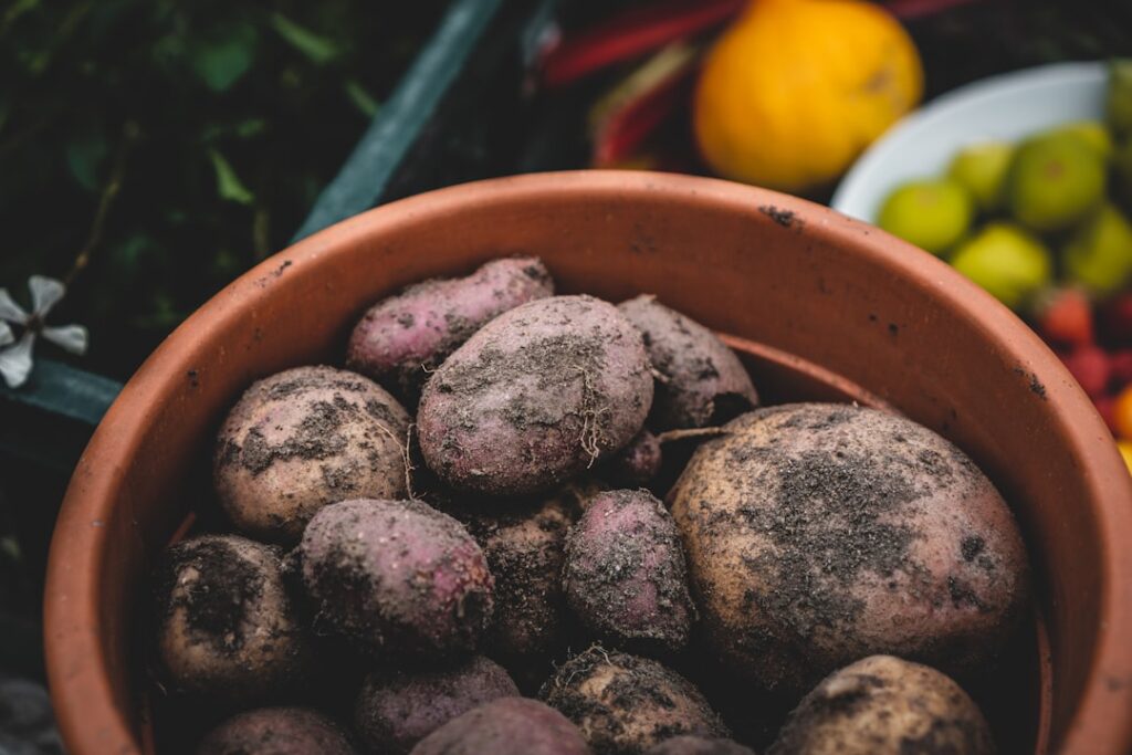 A vibrant collection of various DIY potato planters such as fabric grow bags repurposed plastic bins and wooden crates a