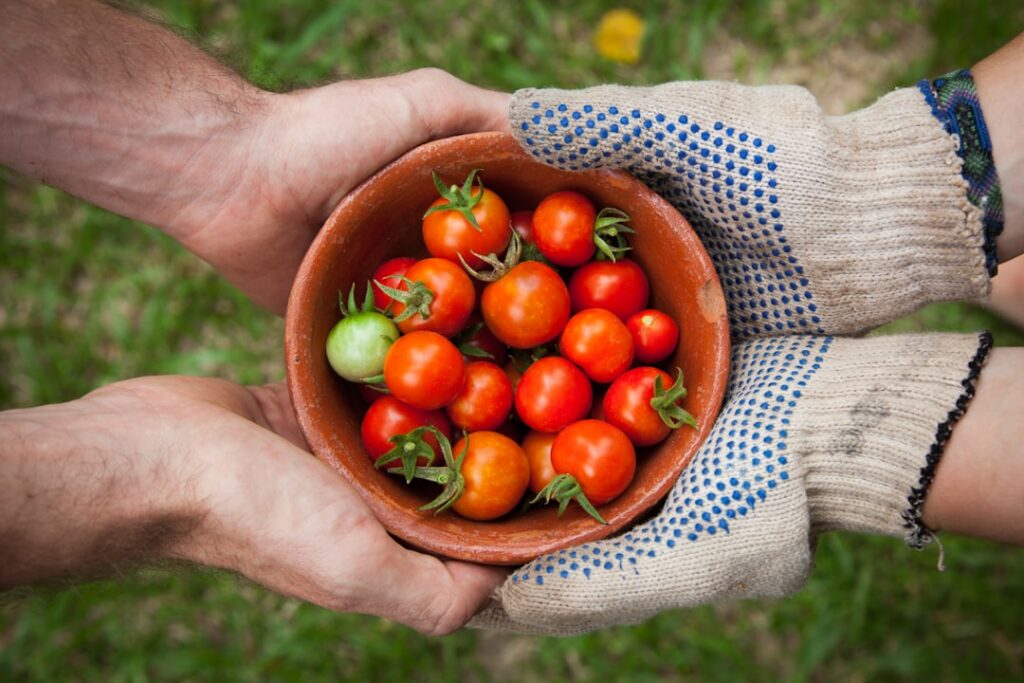 A gardener s hands gently harvesting fresh ripe tomatoes from a lush green plant in a sunny vegetable garden