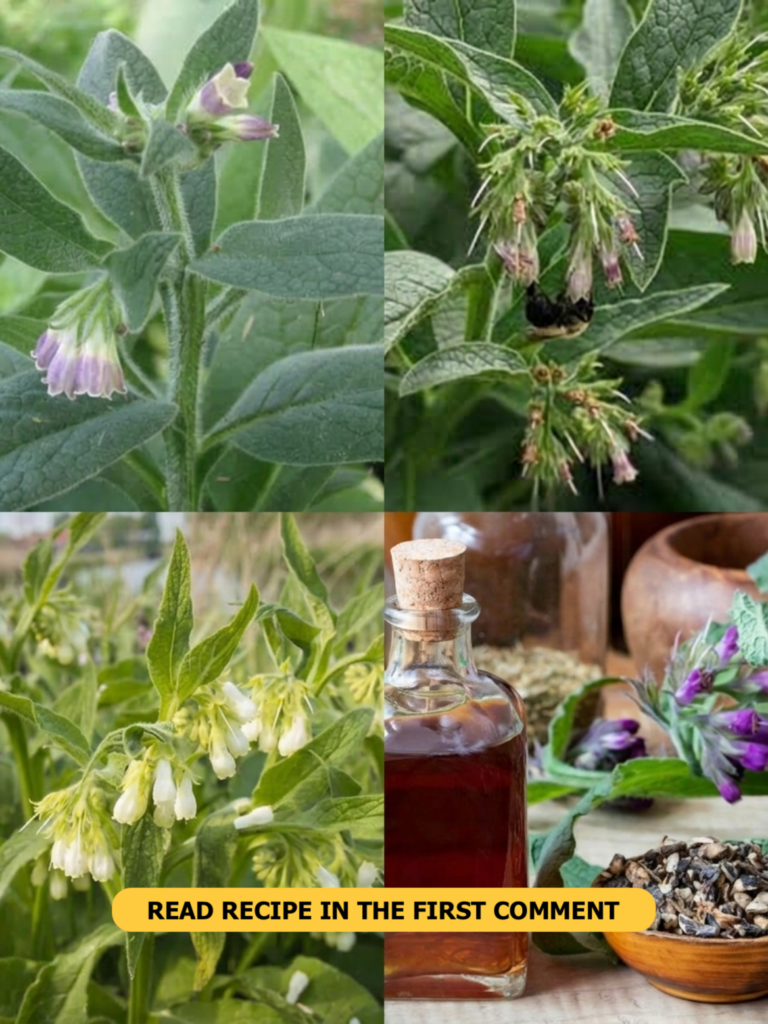 A four-panel collage showing various aspects of the comfrey plant and its processed forms close-ups of leaves and purple