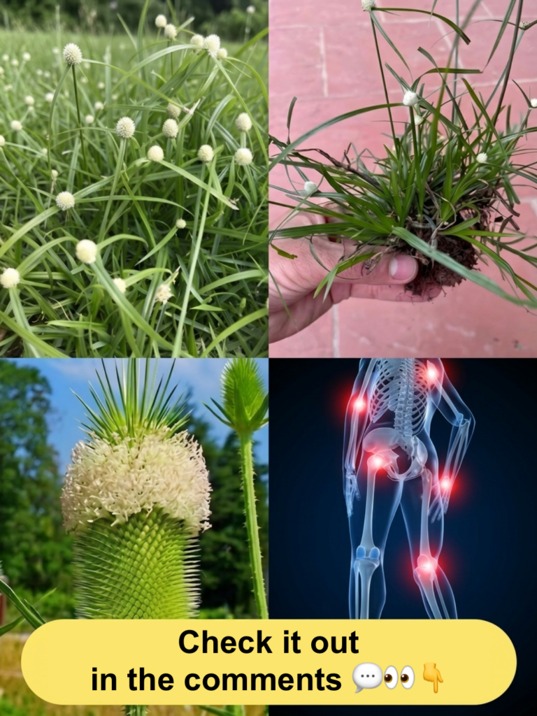 A four-panel collage showing a field of white Kyllinga a hand holding Kyllinga roots a close-up of a Teasel plant with i