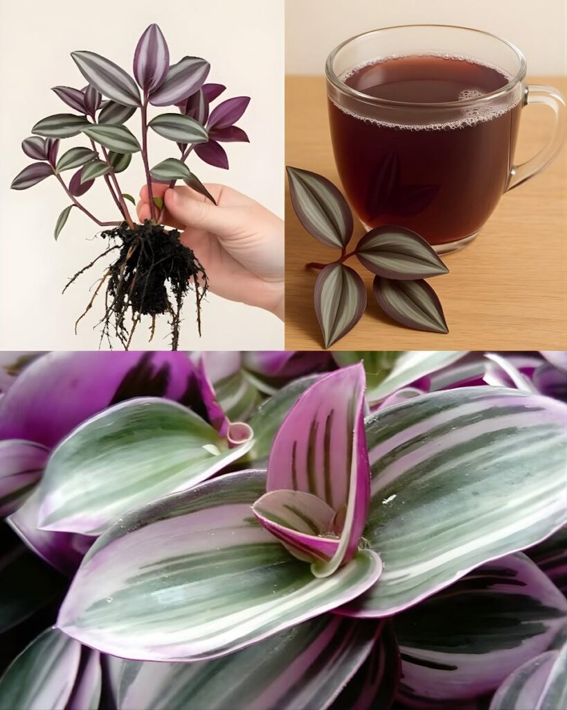 A three-panel image showing a hand holding rooted Tradescantia zebrina a glass mug with reddish-purple liquid and leaves