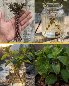 Several fresh mint cuttings with their stems submerged in a clear glass jar filled with water positioned on a bright kit