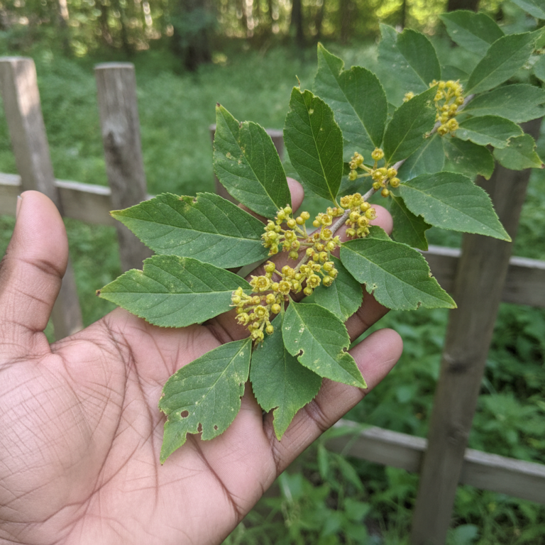 A hand gently holding a branch of a calendula plant with vibrant green leaves and small yellowish-green flowers or buds 