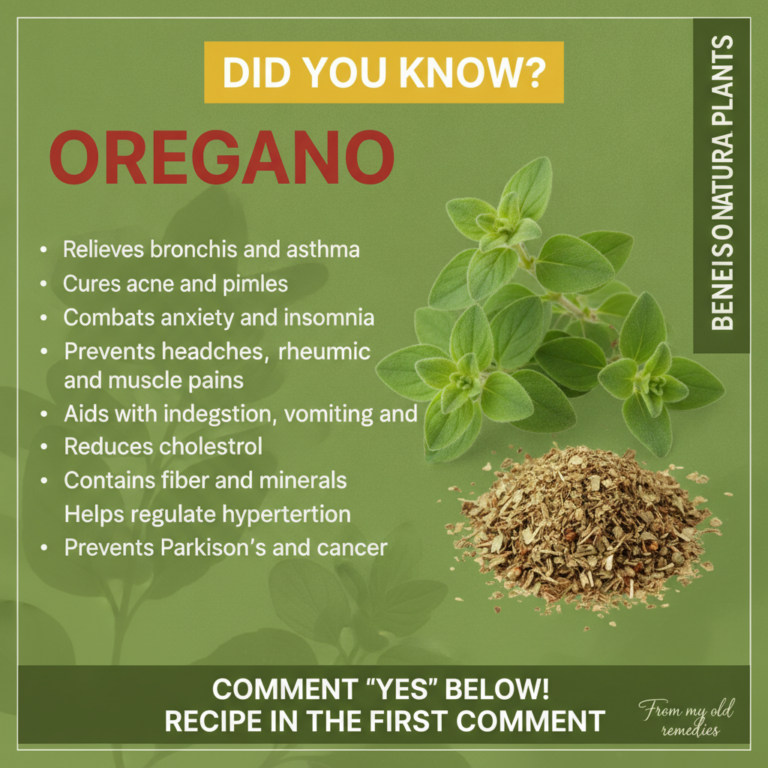 An infographic detailing the health benefits of oregano featuring fresh and dried oregano with a list of benefits
