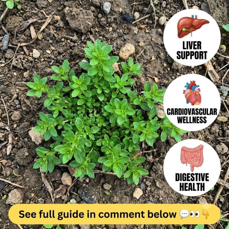 Close-up of fresh boxwood basil plant with superimposed icons for liver support cardiovascular wellness and digestive he
