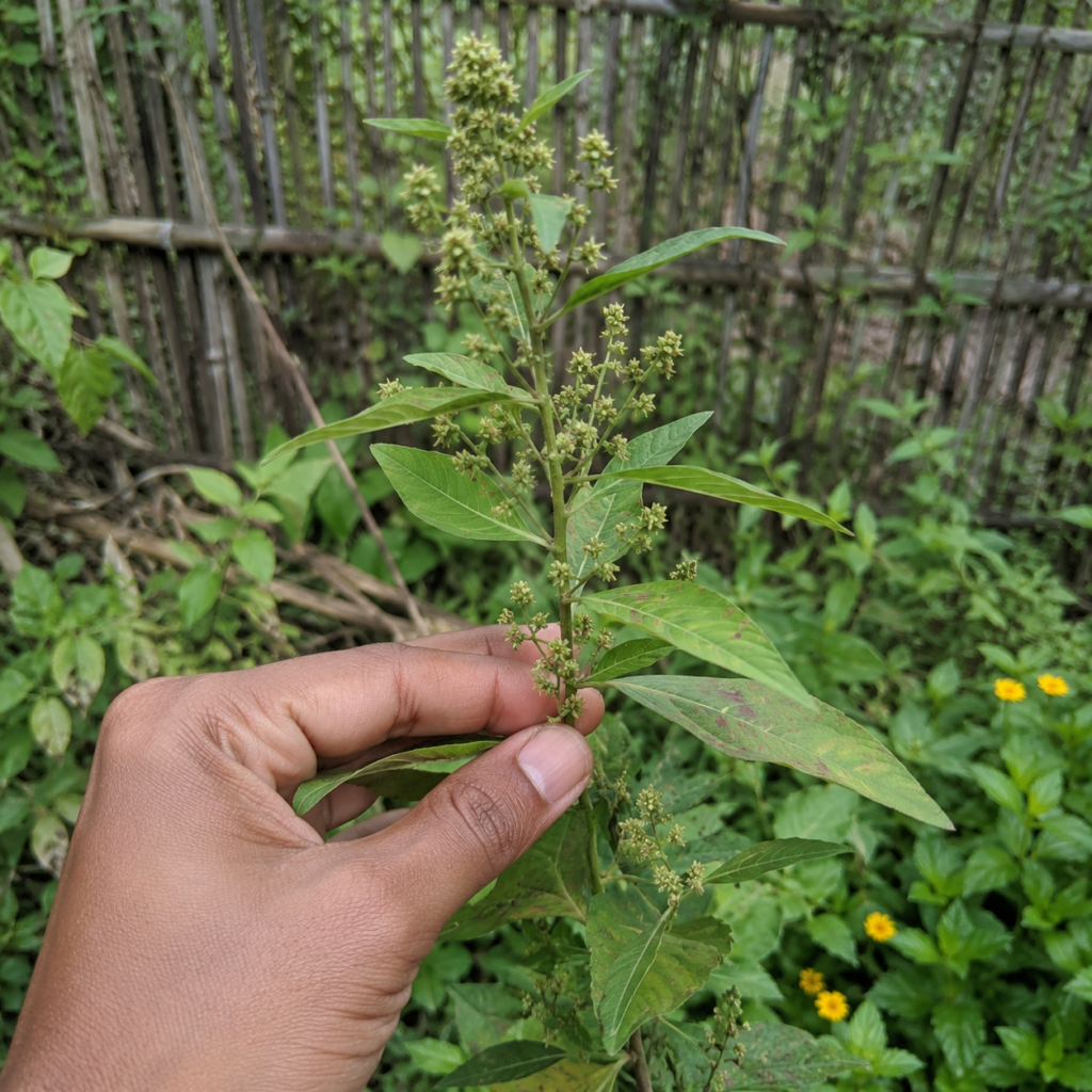 A close-up of a human hand gently holding a vibrant green eyebright plant with numerous small light green clustered flow