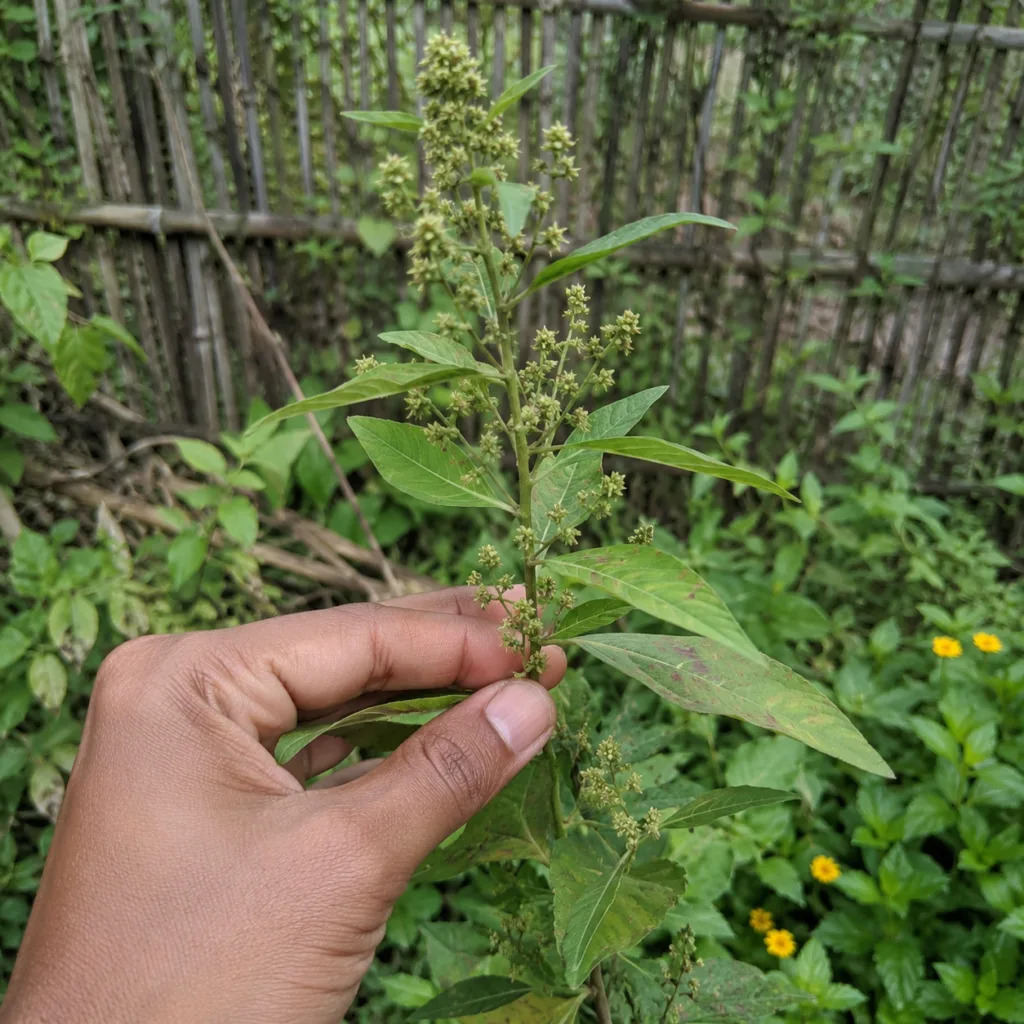 A close-up of a human hand gently holding a vibrant green eyebright plant with numerous small light green clustered flow