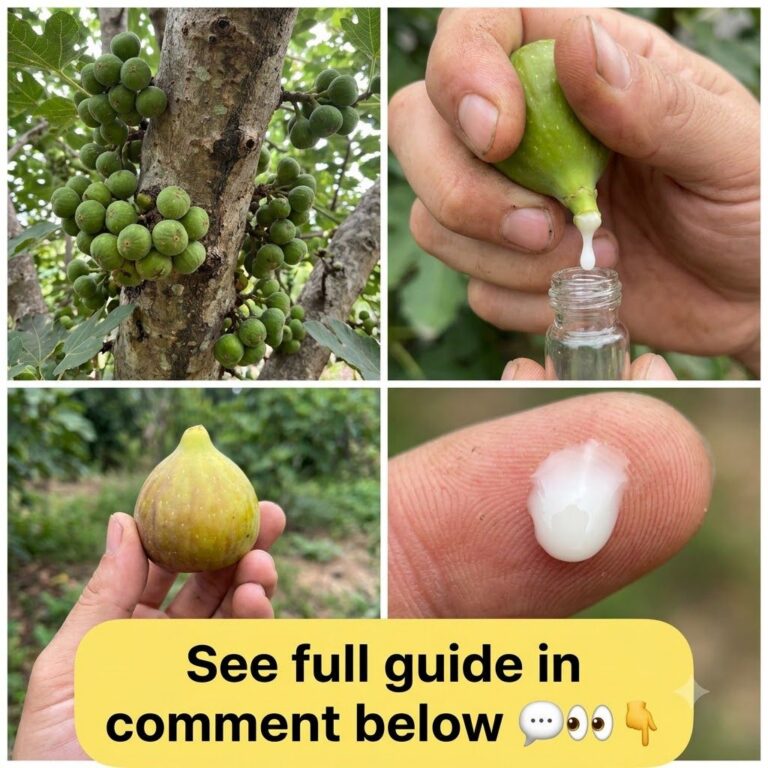 Hands gently squeezing an unripe green fig to extract its milky white sap into a small clear glass vial