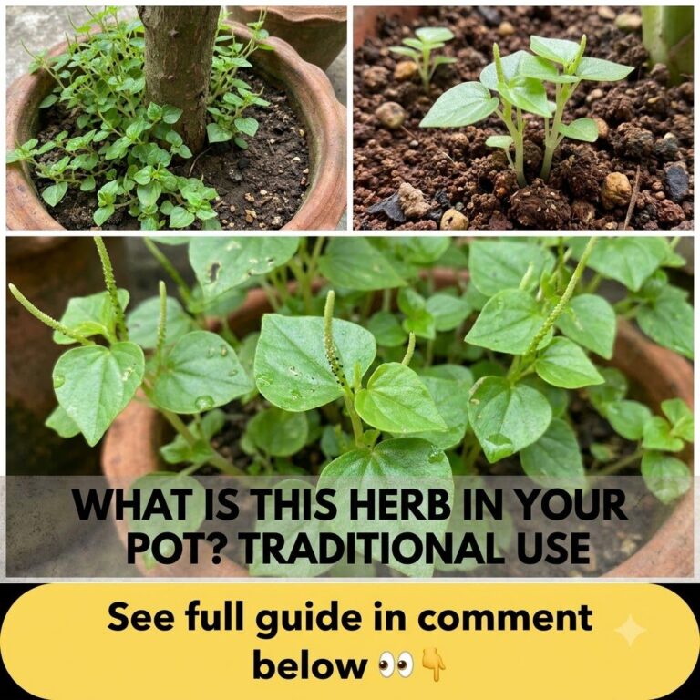 A collage image showing Peperomia pellucida Pansit-pansitan at different growth stages in terracotta pots with heart-sha