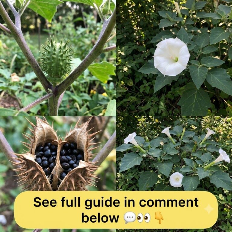 A multi-panel collage showing different parts of the Datura plant unripe spiky green fruit pod a single white trumpet-sh