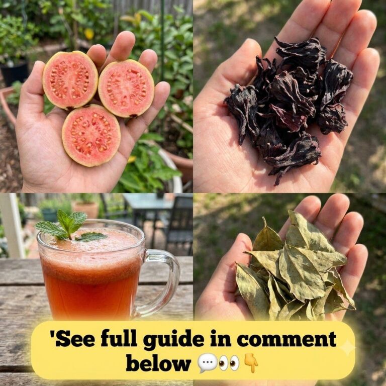 A handful of dried dark red hibiscus flowers in an open hand ready for infusion preparation