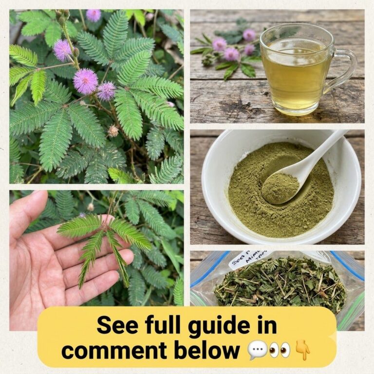 A collage image showing various aspects of Mimosa Pudica a live plant a hand touching its leaves a mug of tea green powd