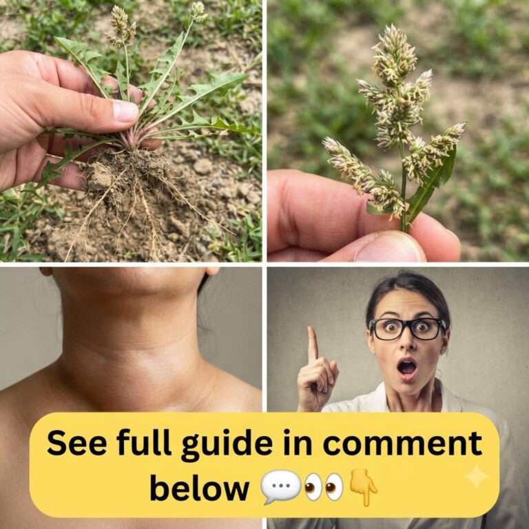 A four-panel collage featuring a hand holding a common weed-like plant pulled from dry soil another hand holding a botan