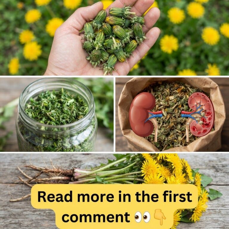 A multi-panel collage featuring fresh dandelion buds dried chopped dandelion in a jar an illustration connecting dandeli