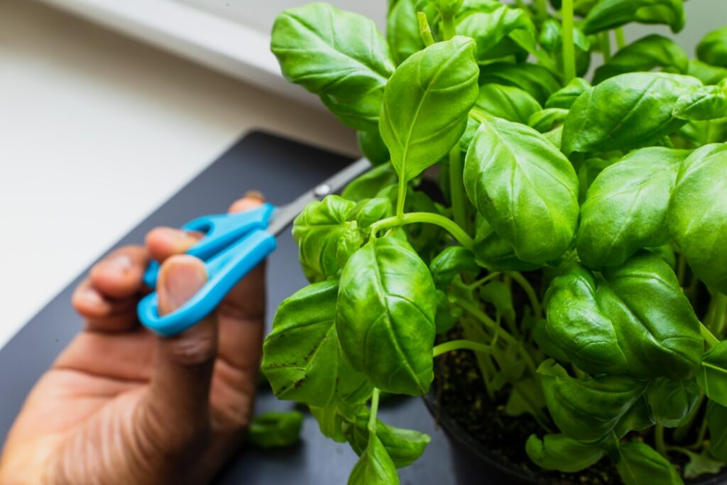 A close-up of a gardener s hands gently pinching off the top leaves of a basil plant to encourage bushier growth demonst
