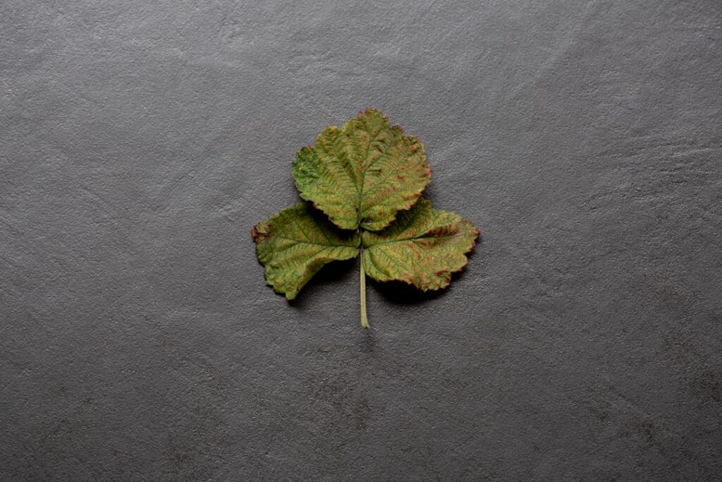 A ceramic bowl filled with dried mallow leaves and flowers ready for making tea or infusion