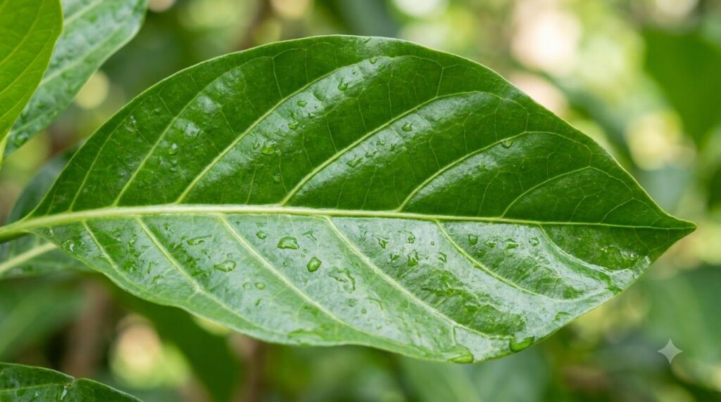 A close-up of a single vibrant green noni leaf clearly showing its veins and smooth texture against a soft blurred natur