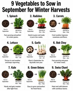 A visual representation of various winter vegetables like spinach kale carrots and garlic freshly harvested or growing i