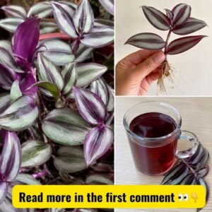 A vibrant Tradescantia Zebrina plant in a pot showcasing its distinctive purple and green striped leaves