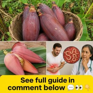 A close-up shot of a fresh reddish-purple banana blossom showing its layered structure and vibrant appearance