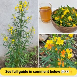 Close-up of fresh St John s Wort flowering tops with vibrant yellow petals and visible red dots on the leaves possibly s