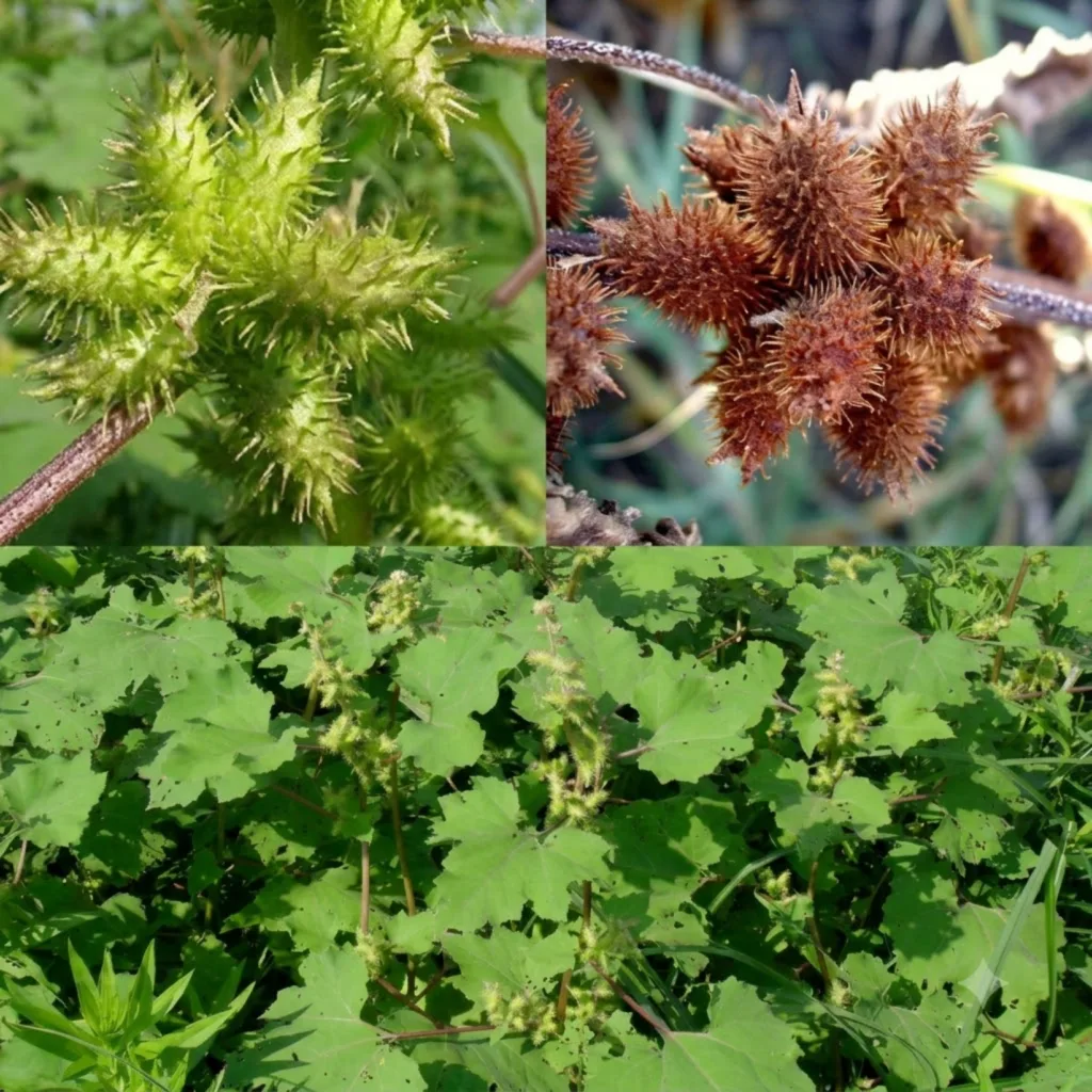 A multi-panel image showing different parts of a Rough Cocklebur plant close-up of immature green spiky burrs close-up o
