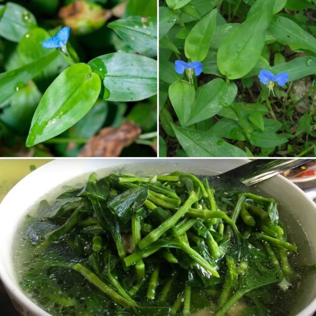 A collage showing Asiatic Dayflower a close-up of its blue flower and leaves with water droplets a wider shot of the pla