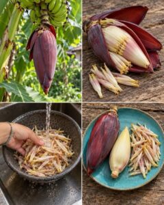 A whole fresh banana flower with its deep purple outer bracts intact resting on a rustic wooden table with a subtle gree