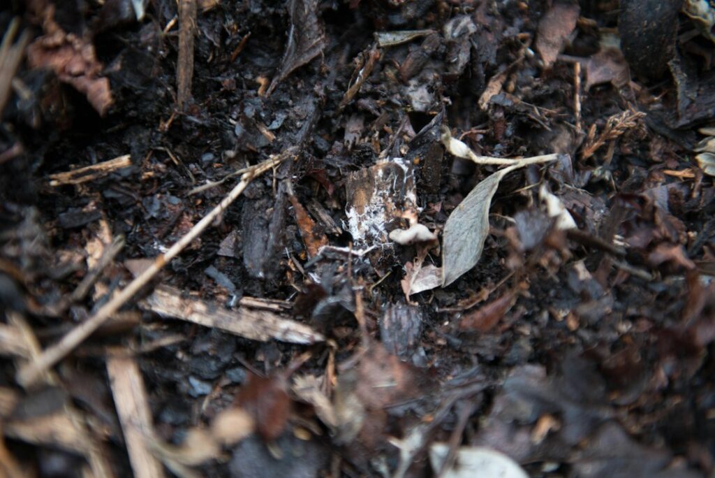 A close-up shot of rich dark crumbly homemade organic compost perhaps with a few earthworms visible in a gardener s hand
