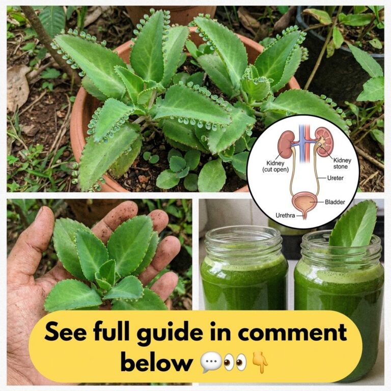 A healthy Mother of Thousands plant growing in a garden pot showing its distinctive leaves and many small plantlets alon