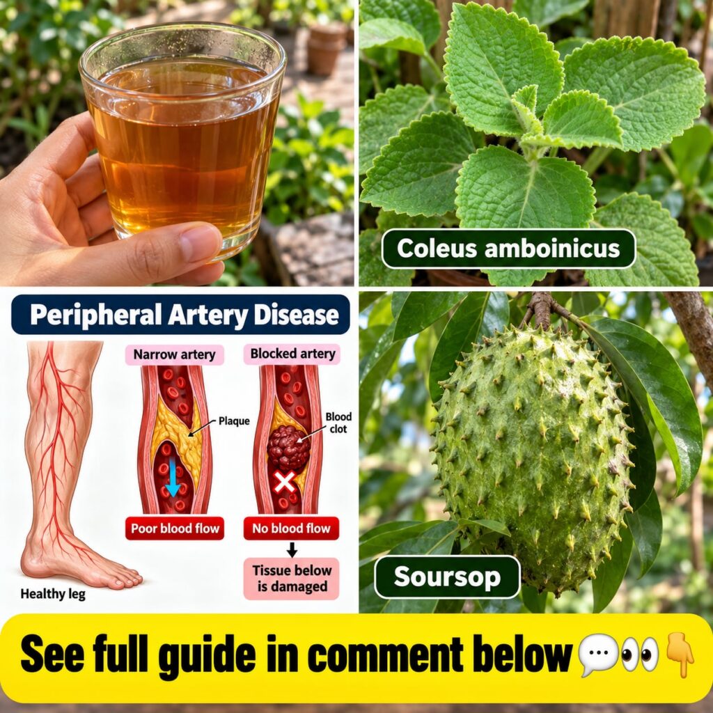A vibrant display of fresh Coleus Amboinicus leaves and Soursop leaves alongside a whole Soursop fruit arranged naturall