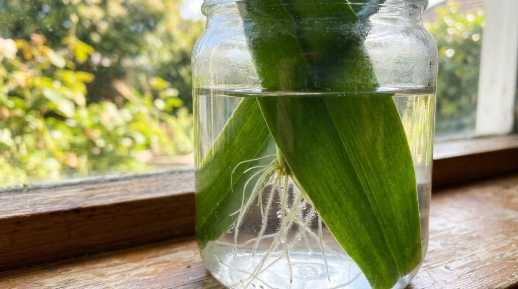 Close-up of a small plant growing in a clear glass jar showing a healthy root system submerged in water and green leaves