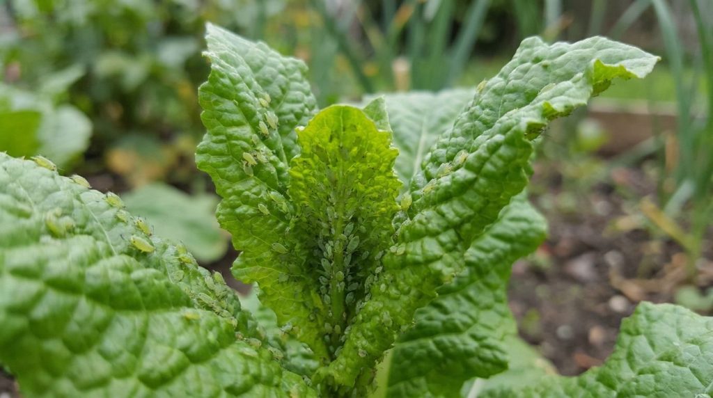 A close-up of green plant leaves covered with tiny aphids showing signs of damage