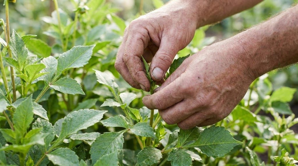 A gardener s hands gently pinching off a side shoot from a young Dahlia plant surrounded by lush green leaves in a brigh
