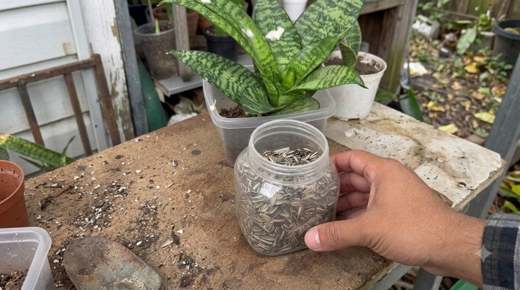 A close-up top-down view of a clear plastic jar filled with sunflower seeds with a hand gently resting next to it In the