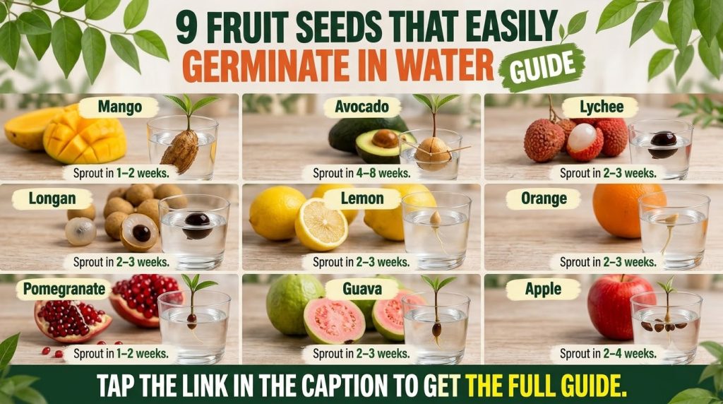 A vibrant 3x3 grid showing nine different fruit seeds germinating in clear glasses of water Each glass has a small sprou