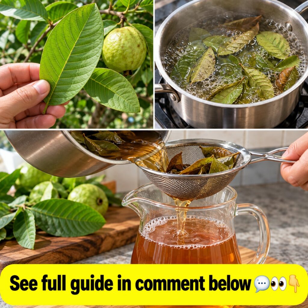 Close-up of fresh green guava leaves on a branch still on the tree