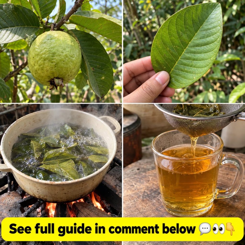 Fresh green guava leaves still attached to a branch with a few small unripe guava fruits visible in the background