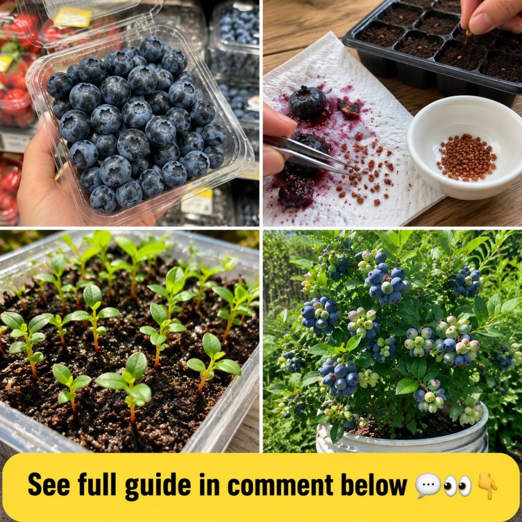 Several tiny blueberry sprouts emerging from soil in small peat pots under a plastic dome with bright indirect light