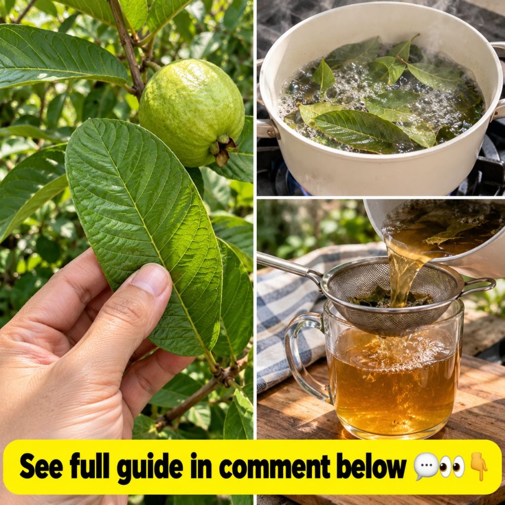 A close-up shot of vibrant green guava leaves on a branch with some fruit visible in the soft background illustrating th