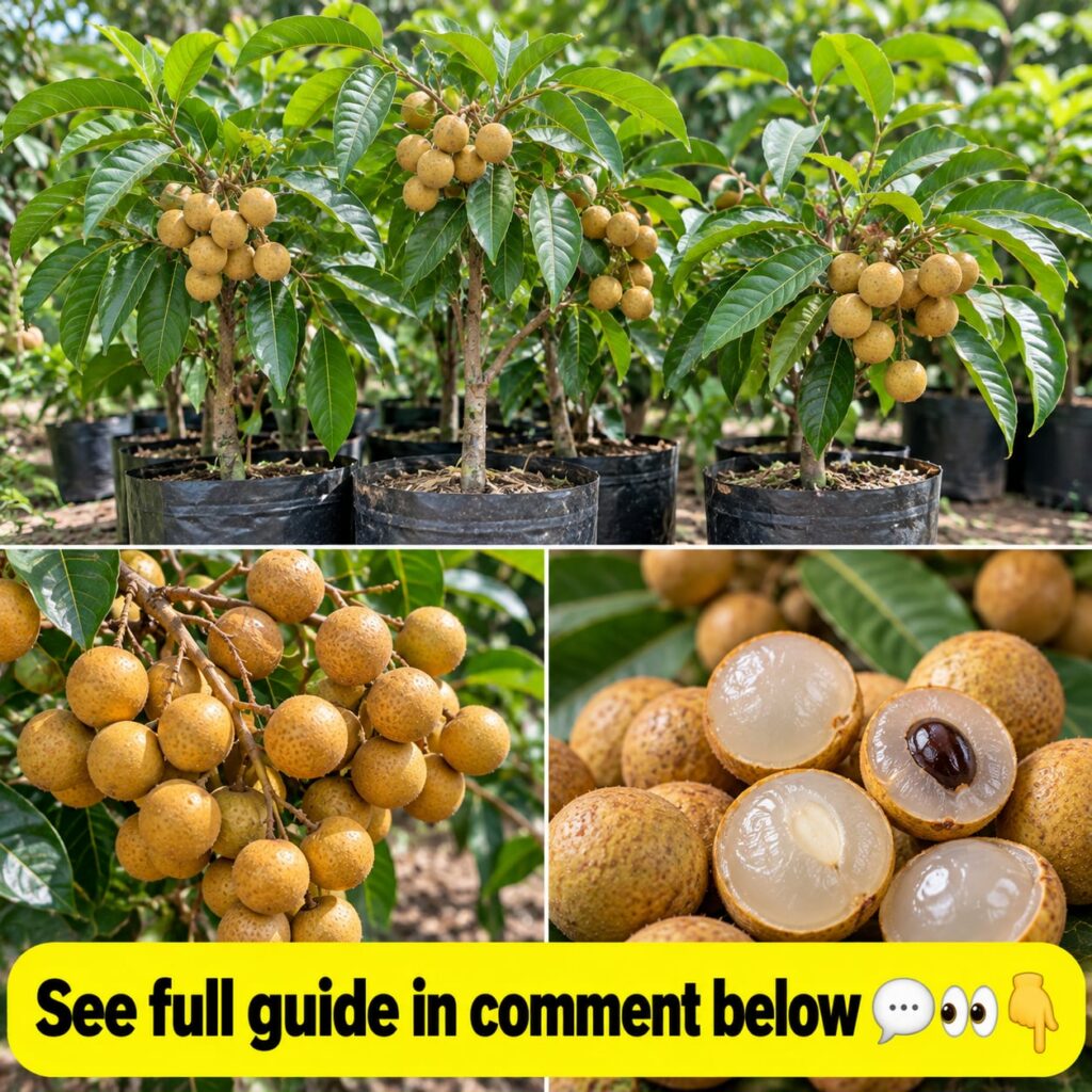 A cluster of ripe longan fruit hanging from a branch with several individual fruits clearly visible and showing their li
